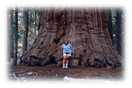 Sequoia & King's Canyon Parks